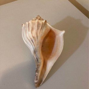 Sea shell